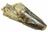 Fossil Spinosaurus Tooth - Feeding Worn Tip #363484-1